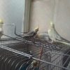 چهار عروس هلندی 2ملیون