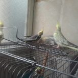 چهار عروس هلندی 2ملیون