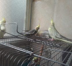 چهار عروس هلندی 2ملیون