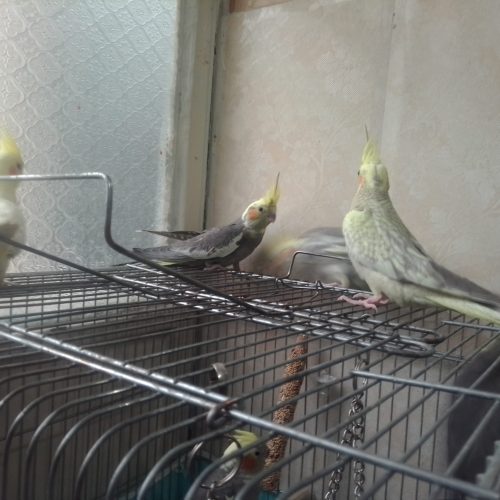 چهار عروس هلندی 2ملیون