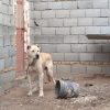 سگ سرابی اصیل 2 ساله میدان دیده و شکار گرگ