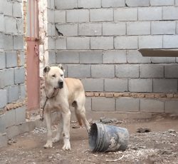سگ سرابی اصیل 2 ساله میدان دیده و شکار گرگ