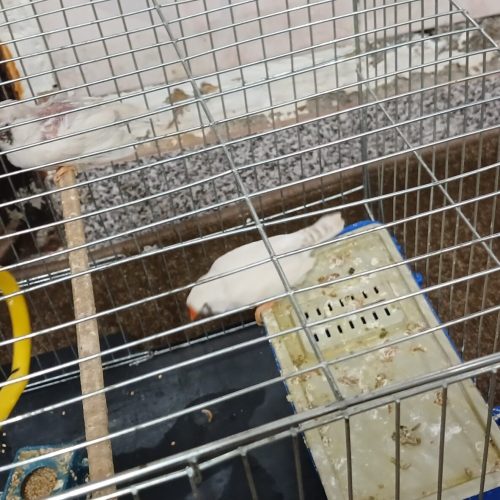 فروش فنچ سالم نرو ماده