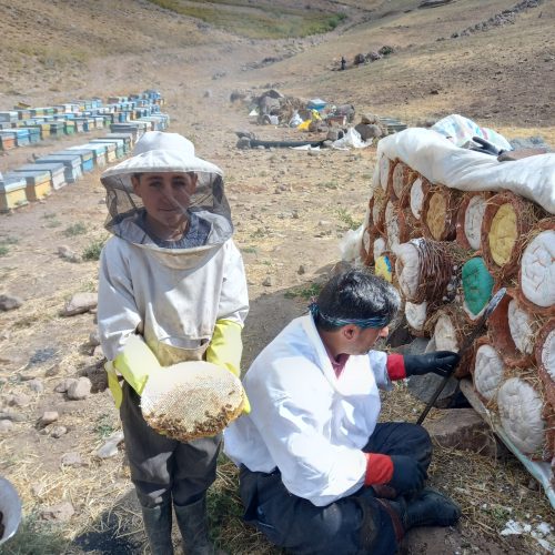 عسل درمانی سبد سنتی