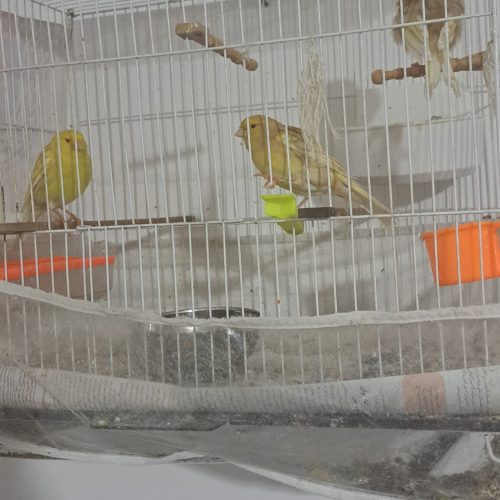 یک جفت قناری نروماده و یک عدد جوجه قناری