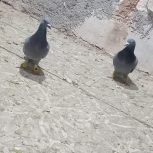 کفتر بهبهانی و پلاکی