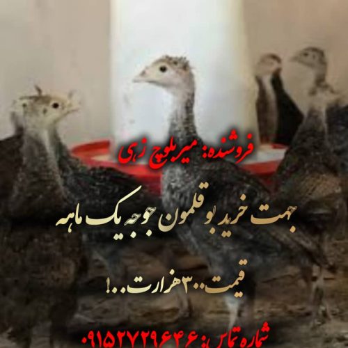 فروش