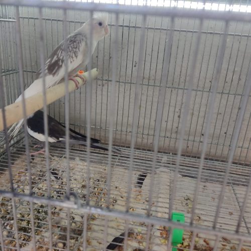 فروش کامل سالن پرورش عروس هلندی