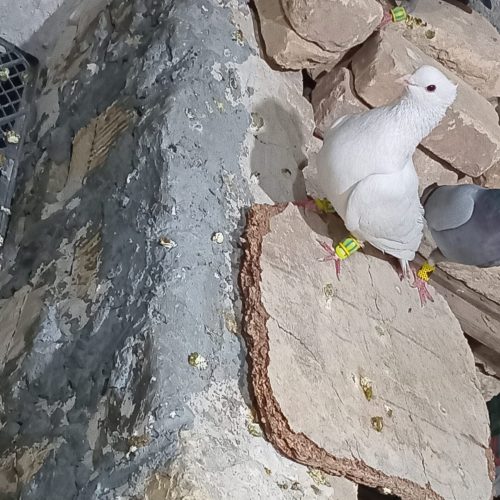 کفتر بهبهانی و پلاکی