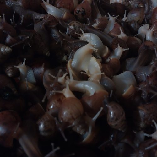 حلزون همه سایزی به شرط