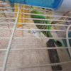 مرغ عشق درجه 1