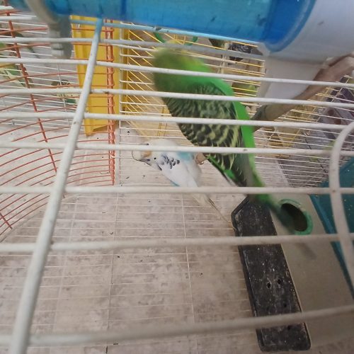 مرغ عشق درجه 1