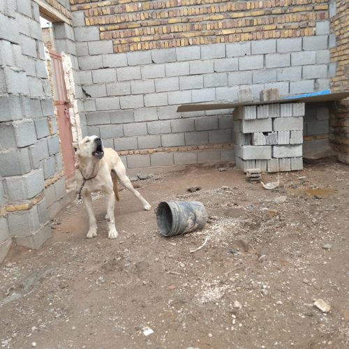 سگ سرابی اصیل 2 ساله میدان دیده و شکار گرگ