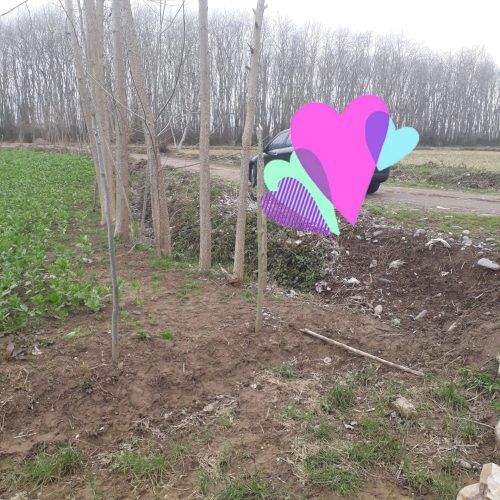 فروش مزرعه برنج
