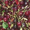 باغ فروشی یا معاوضه