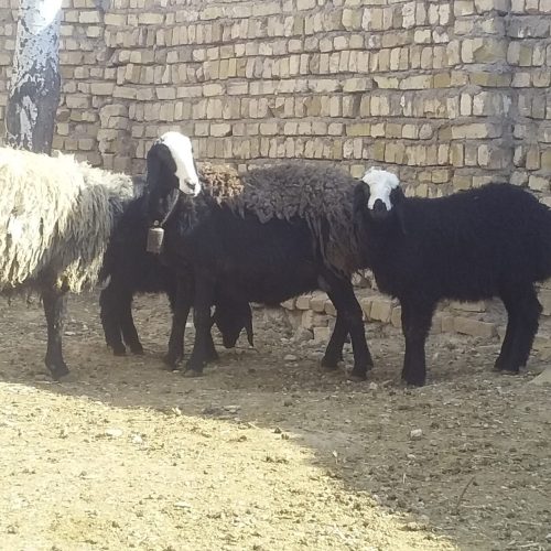 گوسفندشال دقلو