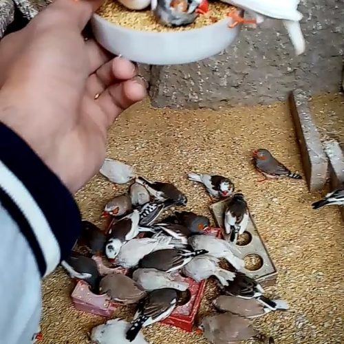 فنچ تعداد بالا نره ماده سالم