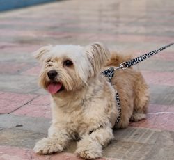 سگ شیتزو سفید