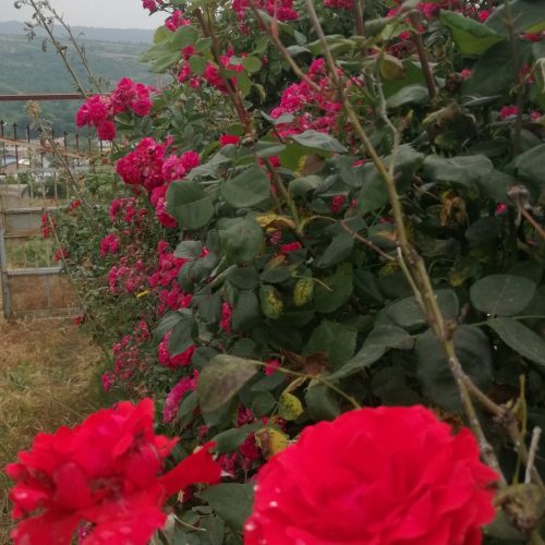 باغ مشرف به روستای اسبوکلا ساری