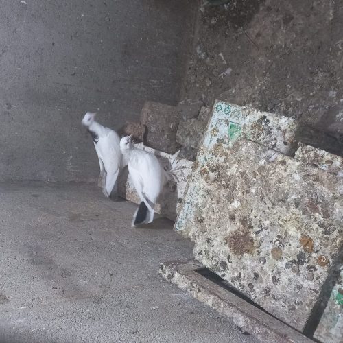 کبوتر