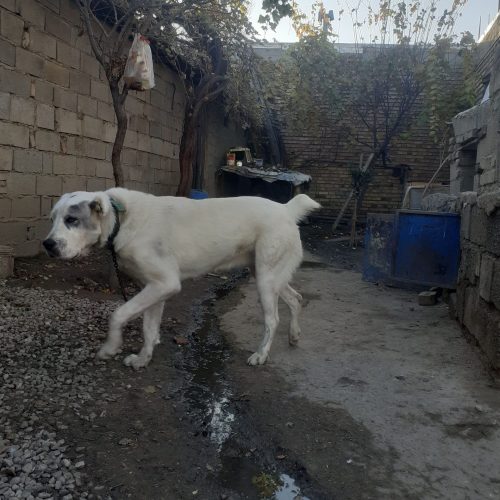 مژدگانی خوب برای سگ گم شده