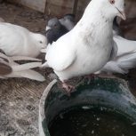 کبوتر ماده
