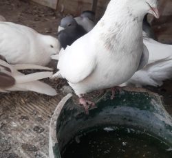 کبوتر ماده