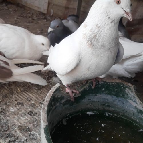 کبوتر ماده