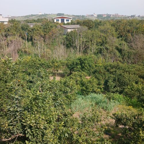 فروش باغ در کنار رودخانه