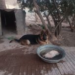 سگ ژرمن 9ماهه نژاددار