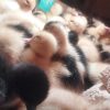 جوجه مرغ محلی و اردک