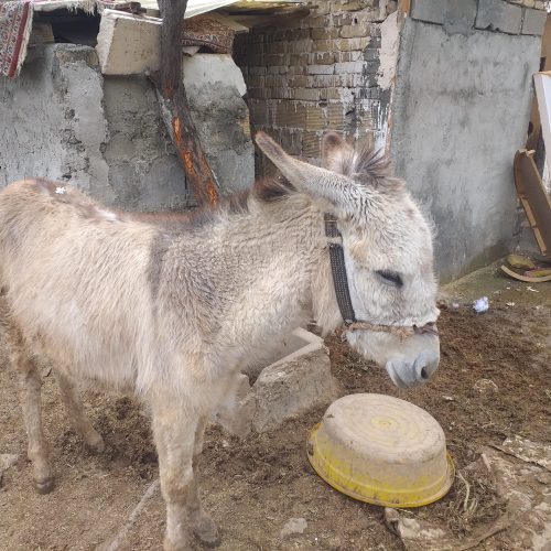 خر ماده ۱ ساله