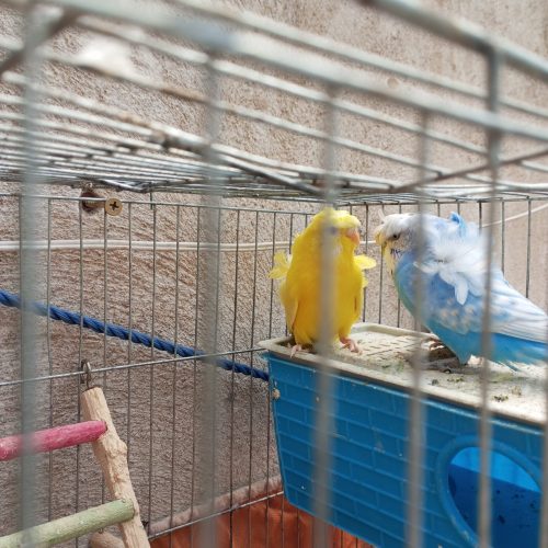 مرغ عشق پروانی