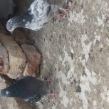 کفتر پرشی ب شرط