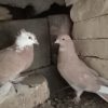 کبوتر