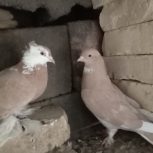 کبوتر