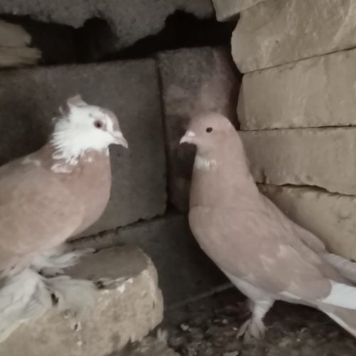 کبوتر