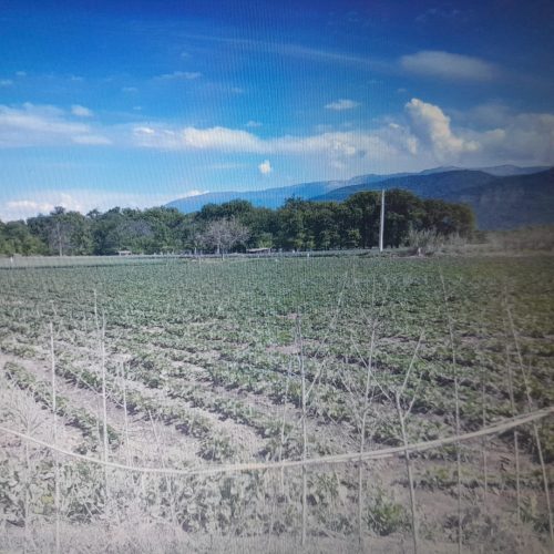 زمین کشاورزی  2هکتاری سندی و دارای اب
