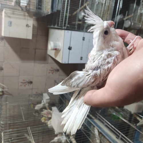 عروس هلندی سرلاکی