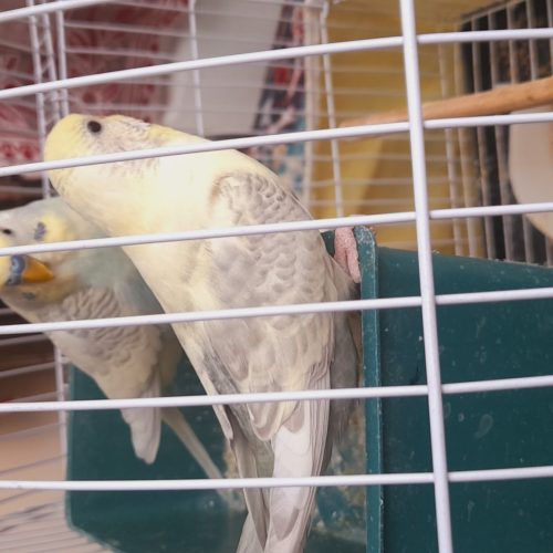 یک جفت مرغ عشق