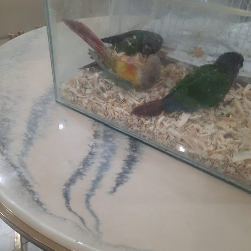 جوجه گرینچیک اناناسی