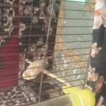 قناری ماده