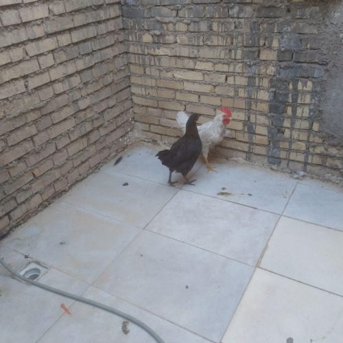 مرغ وخروس قیمت ارزون 700