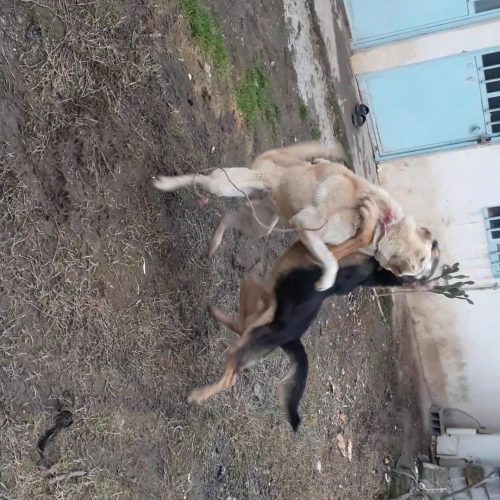 سگ گله ای دهن پاک معاوضه