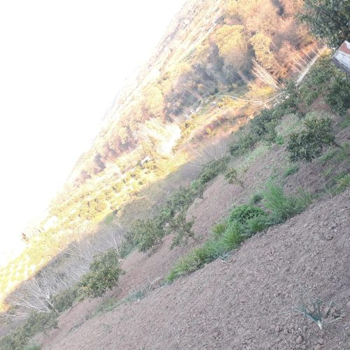 فروش 900متر زمین در روستای پایین کولا