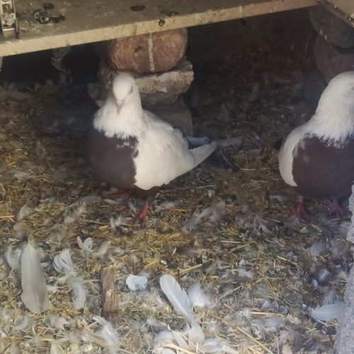 کوبتر