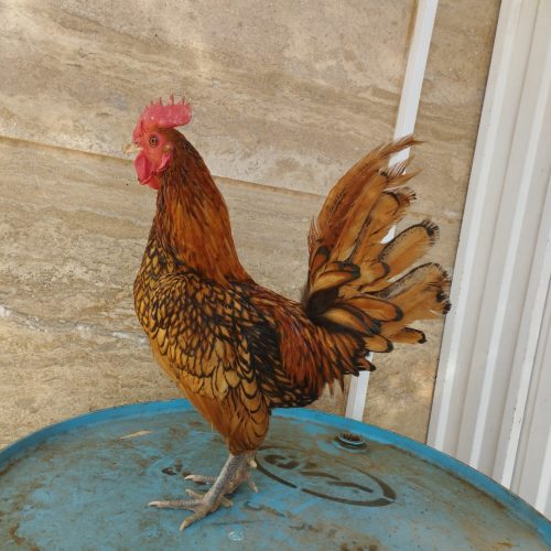 خروس سبرایت