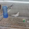 فروش کامل سالن پرورش عروس هلندی