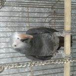 کاسکو