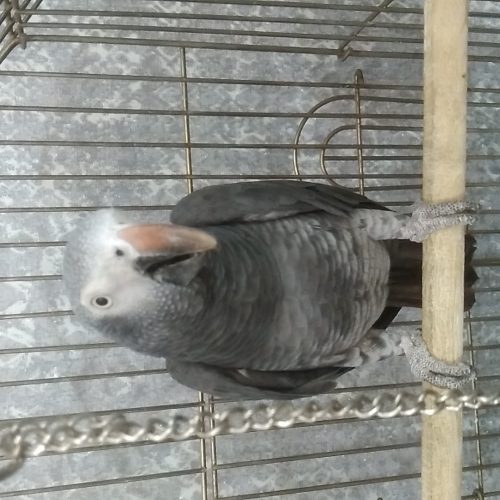 کاسکو